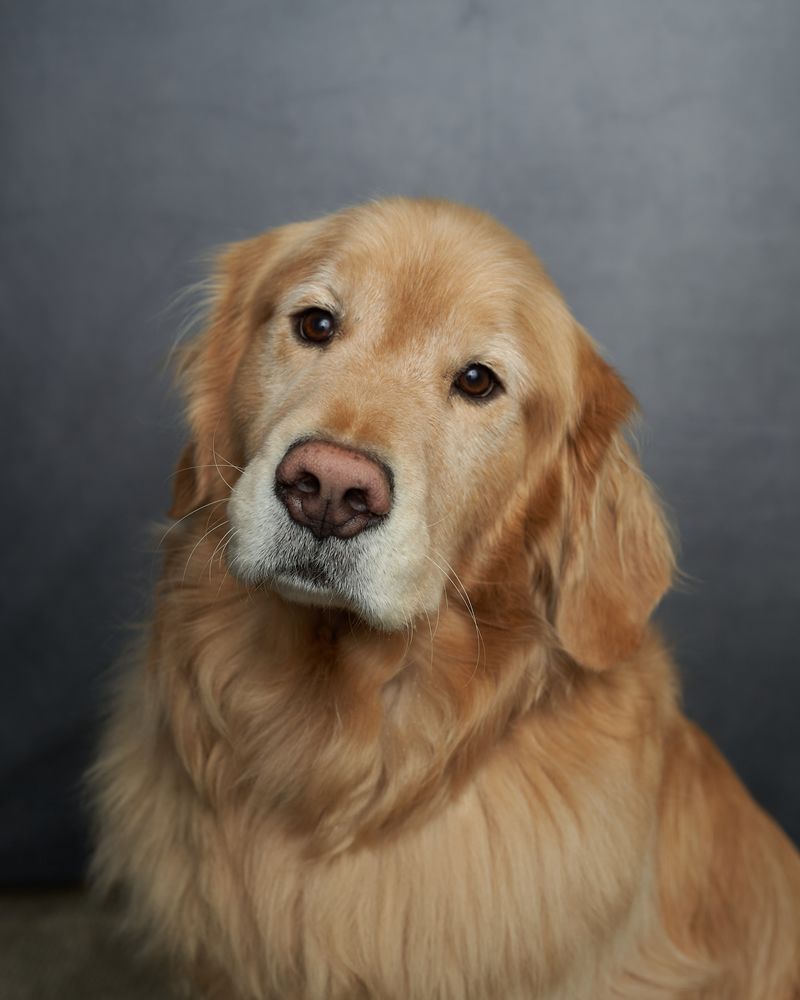 A close up of a golden retriever dog looking at the camera.